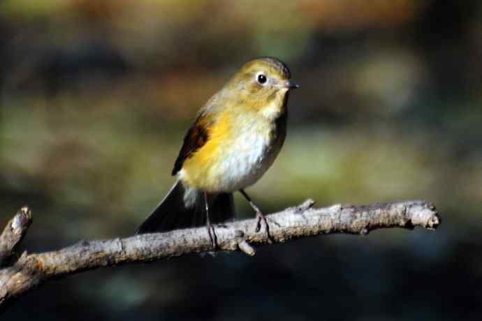 雌性红胁蓝尾鸲（18）