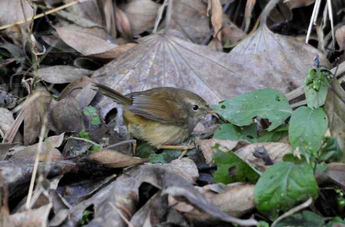 远东树莺、黄腹树莺、强脚树莺 远东树莺、黄腹树莺、强脚树莺