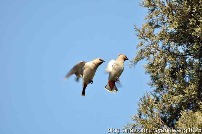 颐和园的收获(欢乐的太平鸟)1 颐和园的收获(欢乐的太平鸟)1