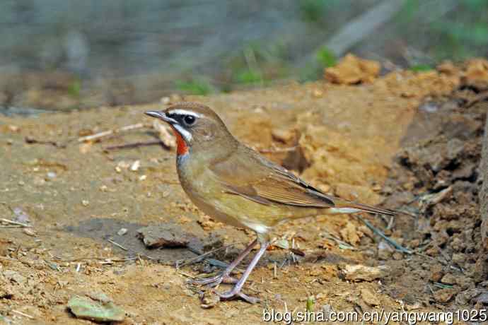 雄性红喉歌鸲（22）