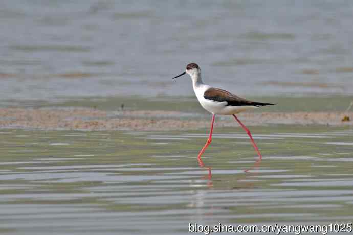 黑翅长脚鹬（7）