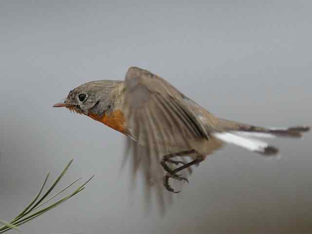 圆明园的红胸姬鹟