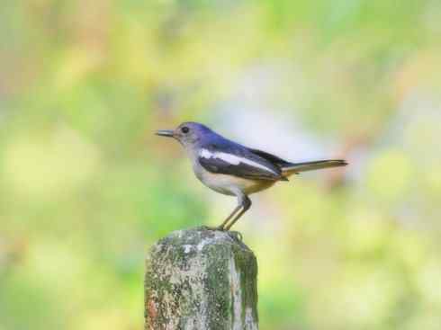 家禽驯化之源之二十五（绣眼鸟、鹊鸲四喜）