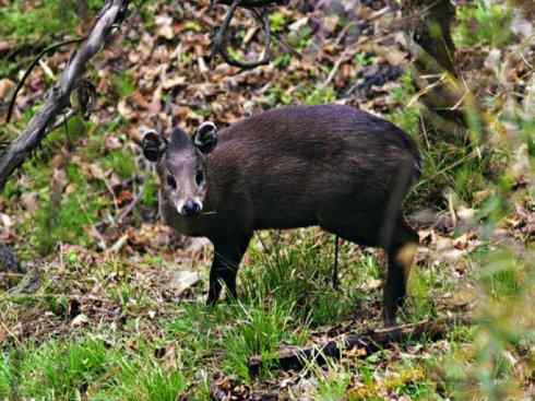 自然奇观：动物大迁徙(北美驯鹿长征)