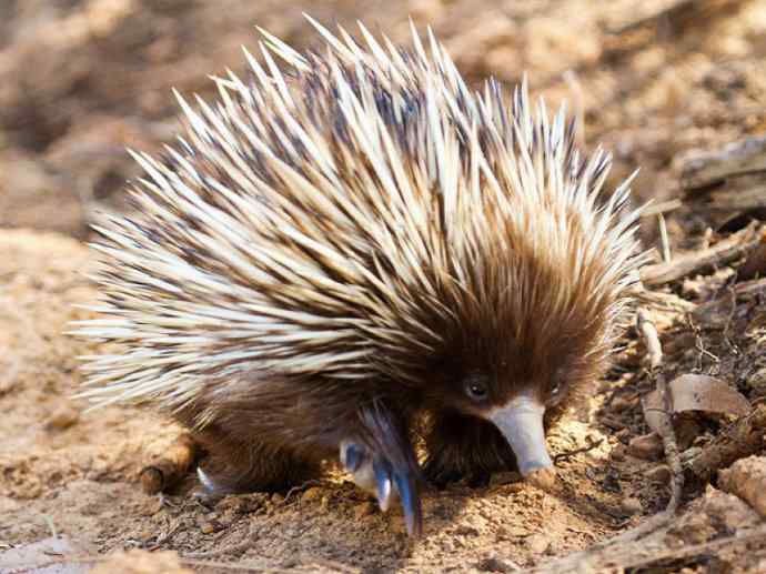 盘点十二大著名食蚁动物：短吻针鼹