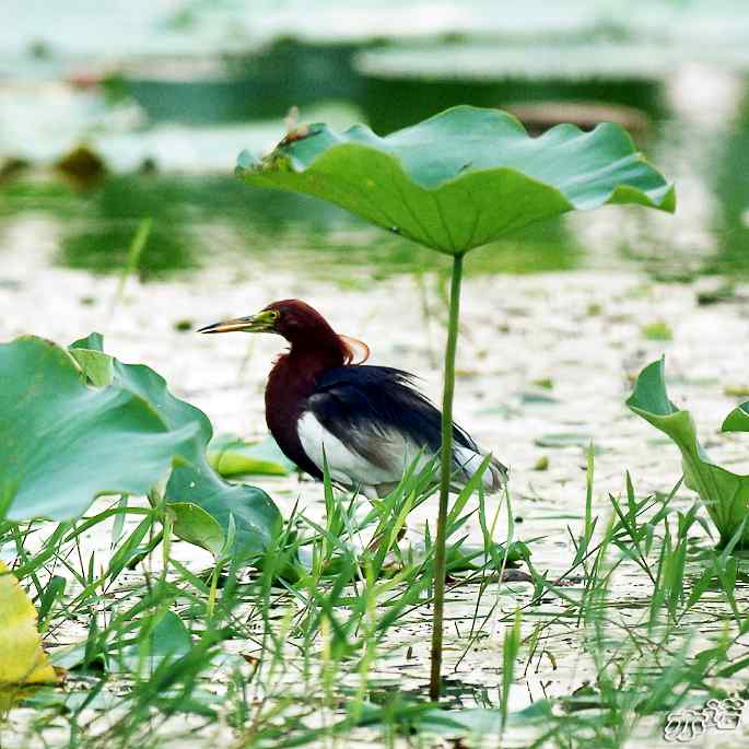 圆明园&nbsp;wbr路&nbsp;wbr池鹭抓了条大鱼