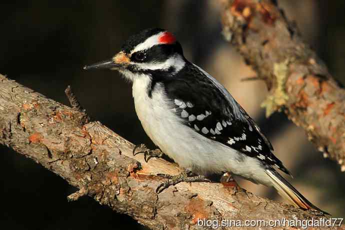 毛发啄木鸟（4）