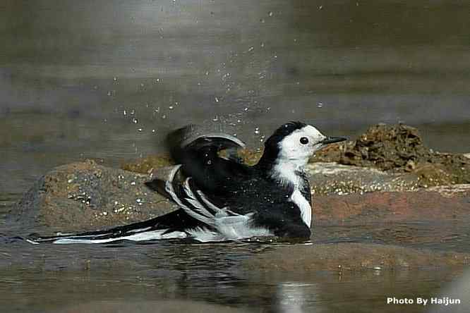 鸟为悦己者容(白鹡鸰梳洗版)