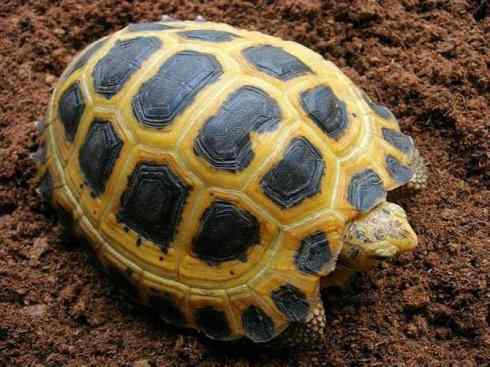 玄武：传说的兽原型探秘（象龟）