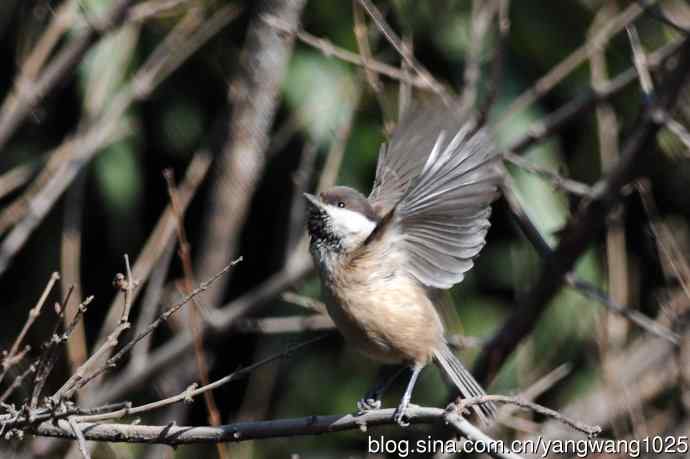 北京月坛公园的鸟类——褐头山雀(库存片)