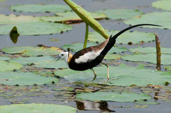 水雉：凌波一跃百媚生*