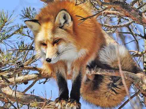 犬科：狐亚科狐属