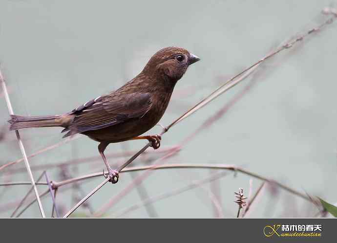 酒红朱雀和我躲猫猫 酒红朱雀和我躲猫猫