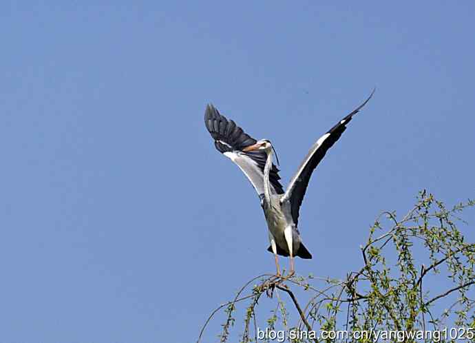 北京上庄水库拍鸟收获——（苍鹭）4