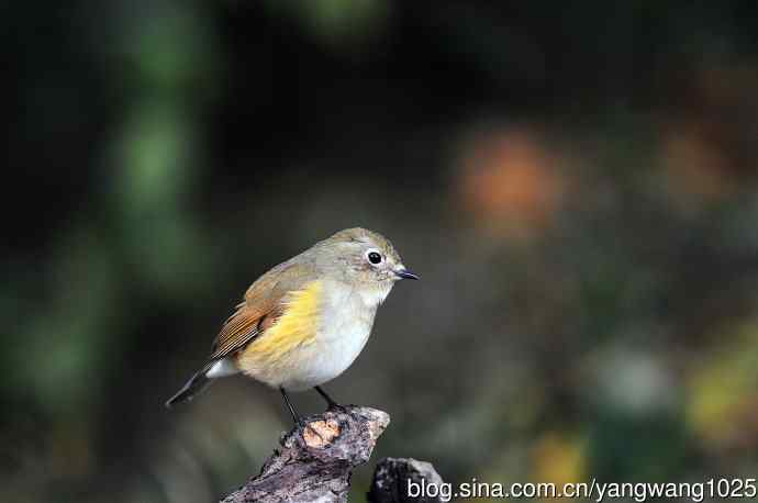 雌性红胁蓝尾鸲（49）