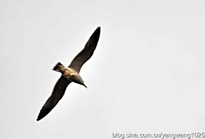 北京动物园的鸟类——飞（海鸥）7