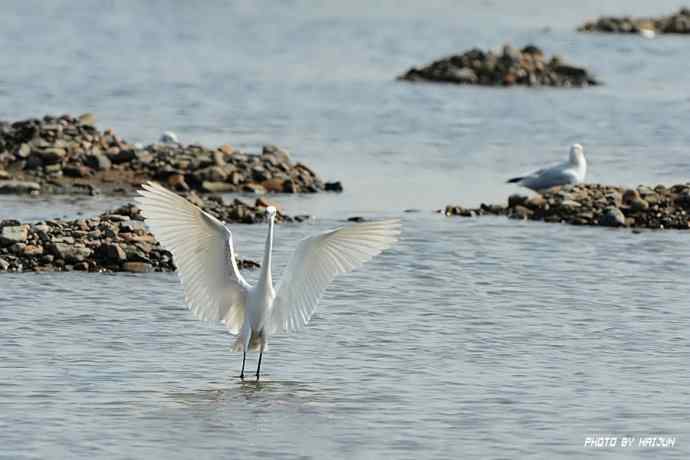 秋实（鹤鹬 wbr遗鸥 wbr扇尾沙锥 wbr金斑鸻）