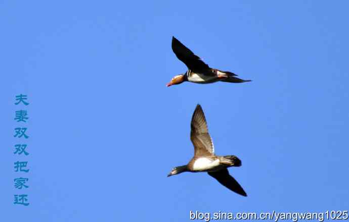 鸳鸯、斑头雁（抓拍）