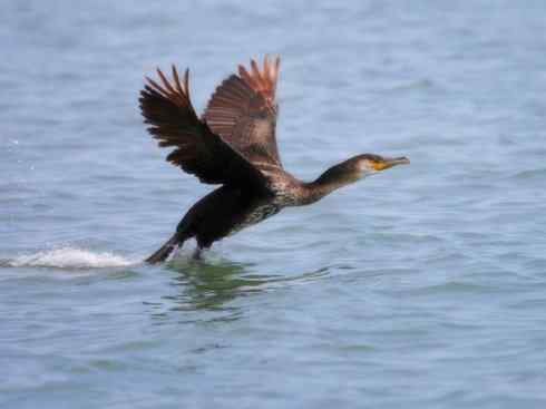 家禽驯化之源之四