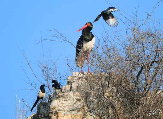 北京十渡 wbr路 wbr黑鹳 北京十渡 wbr路 wbr黑鹳