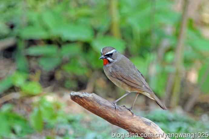 雄性红喉歌鸲（12）