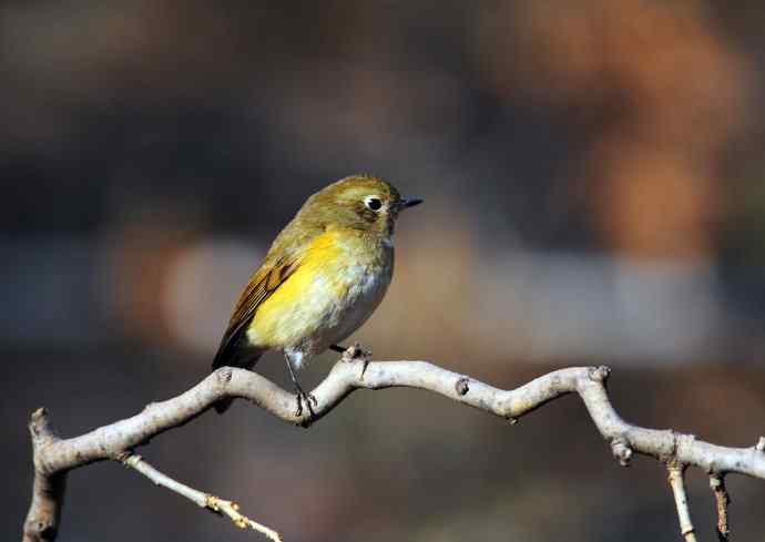 雌性红胁蓝尾鸲（16）