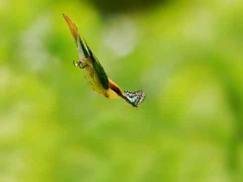 绝色攀禽：佛法僧目之蜂虎3