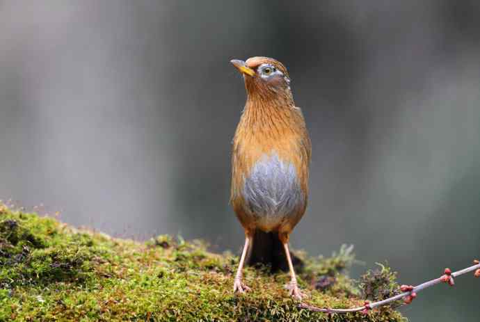 【画眉深浅入时无 wbr不如林间自在啼】（野生画眉鸟一组）