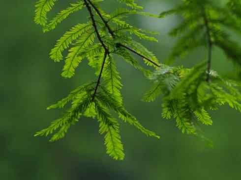 鱼类活化石：矛尾鱼