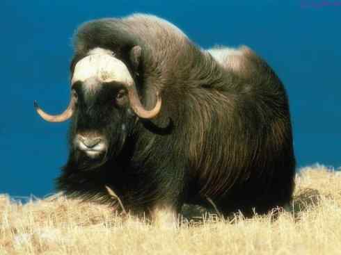 动物世界：山寨还是原创之九