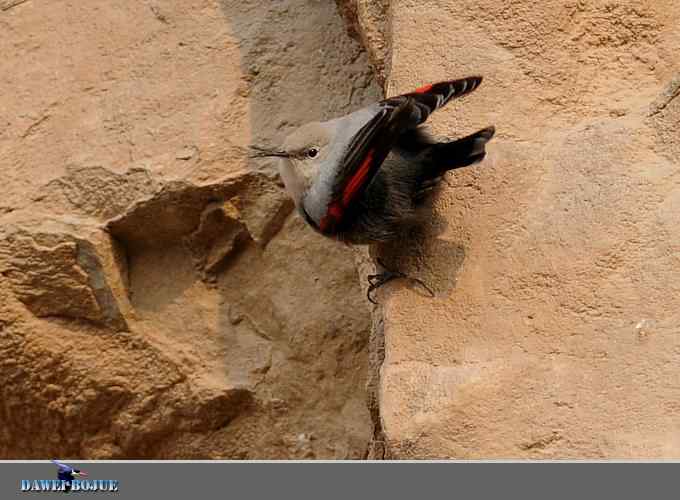 红翅蝶影 wbr炫舞山崖