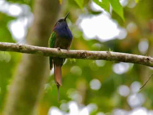 绝色攀禽:佛法僧目之蜂虎 绝色攀禽:佛法僧目之蜂虎