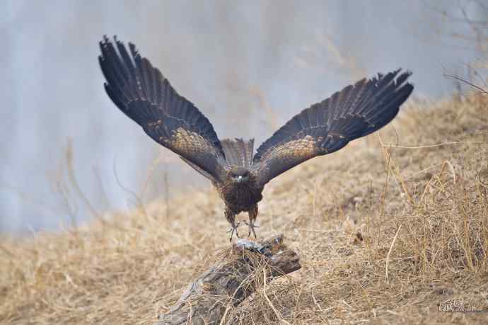 对黑耳鸢K07-012837的12次记录 对黑耳鸢K07-012837的12次记录
