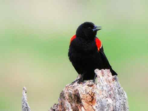 雀鸟也彪悍：小鸟也疯狂（红翅黑鹂——拟鹂科的战斗种族）