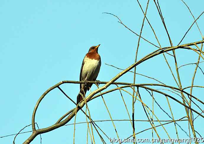 随走随拍(赤颈鸫) 随走随拍(赤颈鸫)