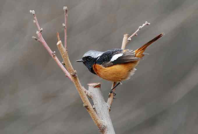 三只小鸟 wbr满园春色