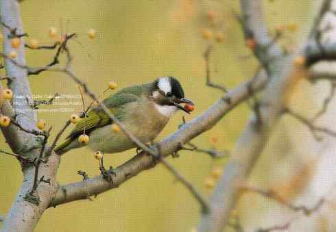 油画布风格的菜鸟白头鹎
