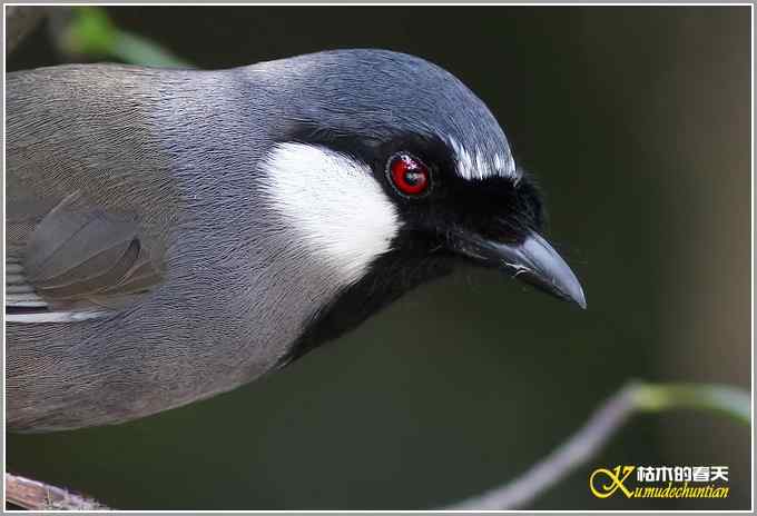 黑喉噪鹛&bull;斑姬啄木鸟【照片】