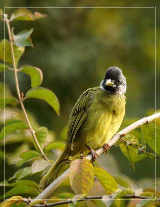 白头鹎和领雀嘴鹎