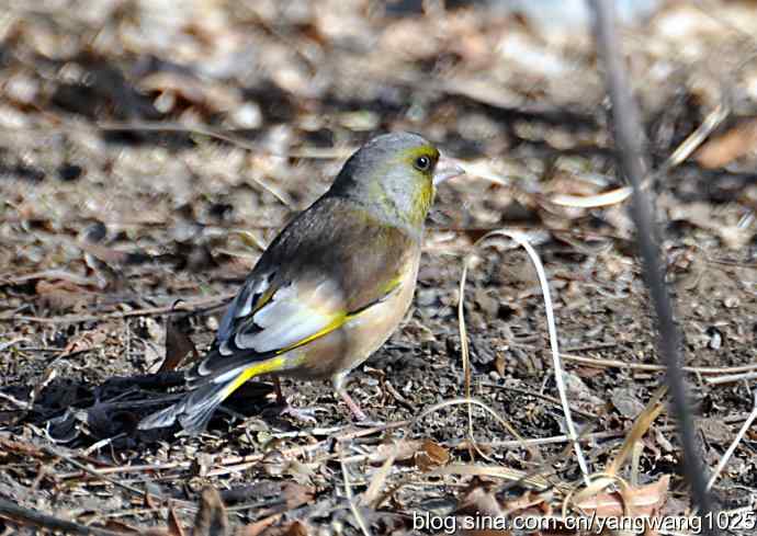 它的名字叫金翅