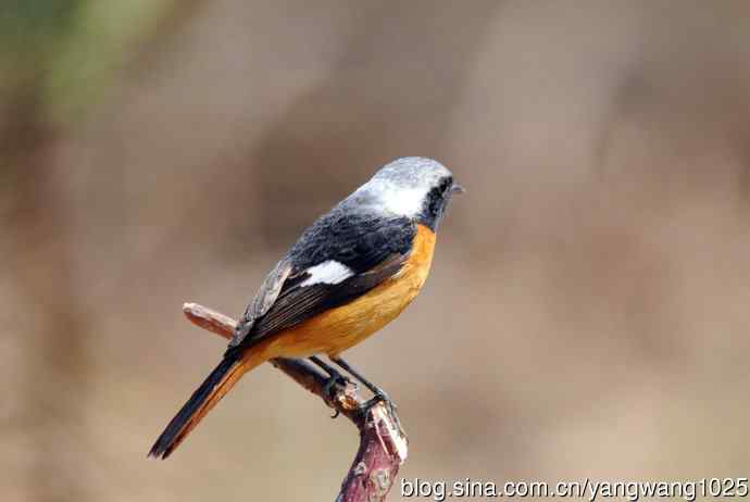 雄性北红尾鸲（11）