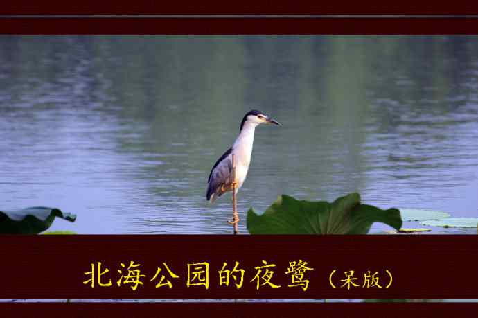 北海公园的夜鹭（呆版）1
