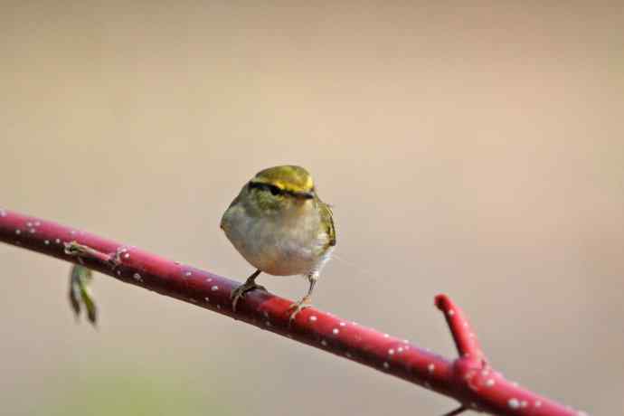 黄腰柳莺（26）