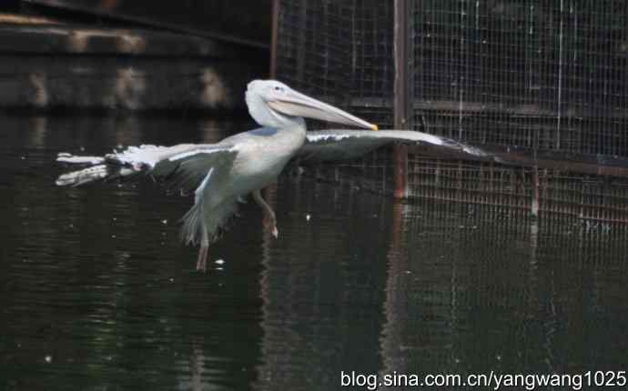 再拍大鹈鹕 wbr3 再拍大鹈鹕 wbr3