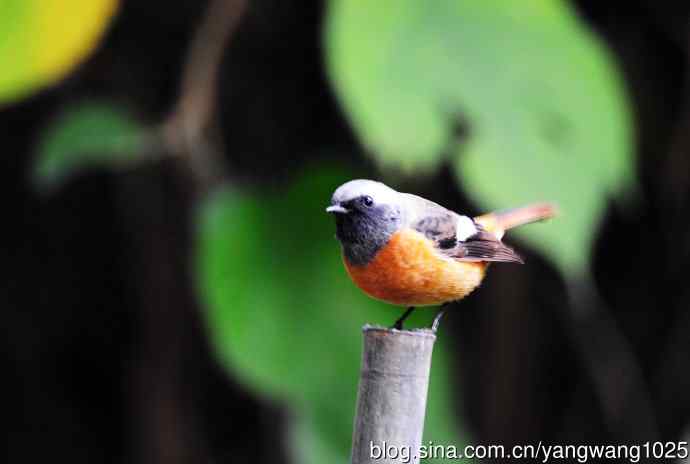 雄性北红尾鸲（21）