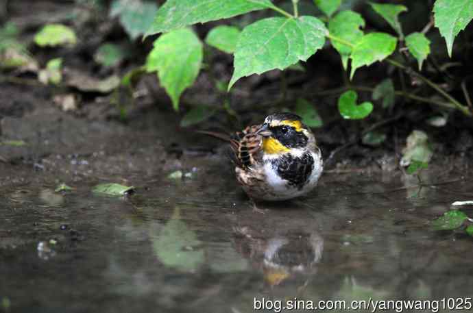 雄性黄喉鹀（1）
