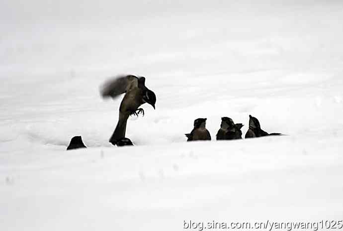雪中的鸟儿