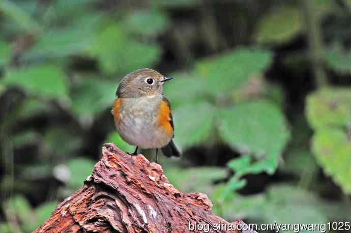 雌性红胁蓝尾鸲（59）