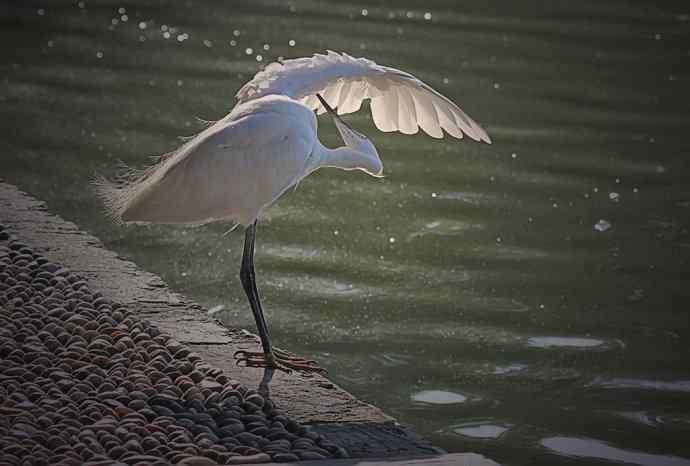 逆光白鹭、林中池鹭、湖中野鸭