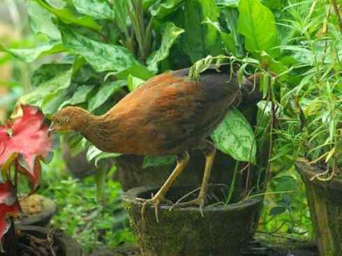 凤凰：传说的鸟原型探秘（原鸡）